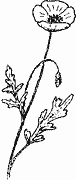 Cliquez sur la vignette pour agrandir le modle