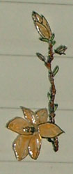 Bledine11