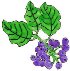 Bledine11-