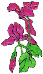 Bledine11