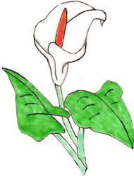 Bledine11