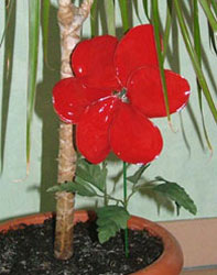 reglisse