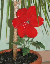 reglisse